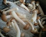 あさりの酒蒸しで春雨＊あさりの旨味♪作り方4写真