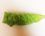 ふんわり柔らか☆簡単ロールキャベツ作り方9写真