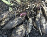 ヤーコンの鶏そぼろ炒め♫作り方5写真