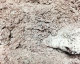 ドライブルーベリーでクッキー作り方5写真