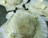 殻付き☆ホタテのパン粉焼き作り方2写真
