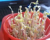 モヤシ水耕栽培！作り方8写真