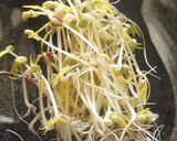 モヤシ水耕栽培！作り方9写真