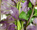 金時草の天ぷら作り方1写真