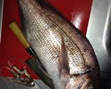 鯛のしゃぶしゃぶ作り方1写真