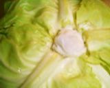 ２週間後でもパリッパリ♪キャベツの保存法作り方8写真