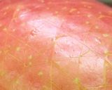 皮剥きしない派♡～食べやすいりんご。作り方5写真