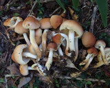 クリタケ他きのこ3種の贅沢旨煮作り方1写真