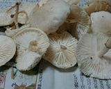 クリタケ他きのこ3種の贅沢旨煮作り方2写真