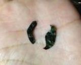 妖怪ｳｫｯﾁ うずらDEｳｨｽﾊﾟｰ作り方3写真