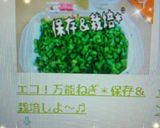 エコ！万能ねぎ＊保存＆栽培しよ～♬作り方22写真