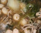 ♡鍋リメイク翌日は味噌汁へ♡作り方1写真