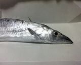 太刀魚の磯辺蒲蒸し焼き作り方1写真