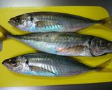 薬味たっぷり鰺のなめろう作り方1写真