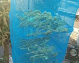 大根葉でふりかけ作り方1写真