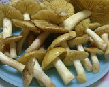 ブナシメジなど3種キノコの味噌旨煮作り方2写真