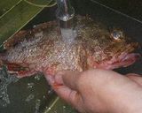 釣り魚、カサゴ料理のいろいろ作り方7写真