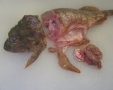 釣り魚、カサゴ料理のいろいろ作り方5写真