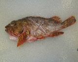 釣り魚、カサゴ料理のいろいろ作り方20写真