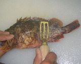 釣り魚、カサゴ料理のいろいろ作り方2写真