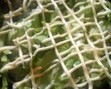 どーんと満足 ロコモコ♪作り方10写真
