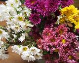 花がいっぱい✿サラダマムと白菜のサラダ✿作り方4写真
