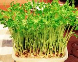 豆苗の豚バラ巻き作り方1写真