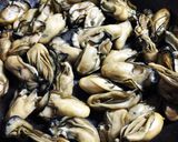 マッサンも愛した？失敗しない牡蠣の燻製！作り方5写真