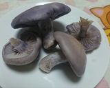ムラサキシメジのウスターソース炒め作り方2写真