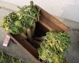 産直農家の「簡単いぶり大根」作り方3写真