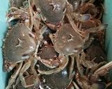 【ヒラツメガニのぺペロンチーノ】作り方1写真