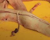 下処理しっかりレシピ：鮭の白子のから揚げ作り方2写真