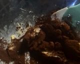 ショウガココアクッキー作り方2写真