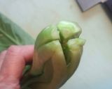 ご飯の友♡塩昆布で小松菜の刻み漬け♪作り方1写真