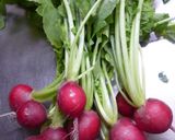 二十日大根の漬物作り方1写真