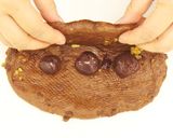 クリスマスに!チョコシュトーレン作り方10写真