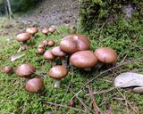 シモコシなど3種のキノコと大根の味噌汁作り方1写真