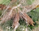 レンジで簡単＊さつまいもの豚肉巻き作り方15写真