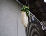 産直農家の「大根漬け」作り方1写真