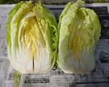 白菜の塩漬け作り方1写真