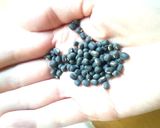育てたもやしで絶品ナムル♪作り方1写真