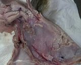 ハマチのあらのレモン焼きマリネマヨ風味作り方3写真