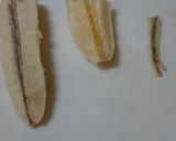 ヨーグルトとバナナ消費*バナナケーキ作り方4写真
