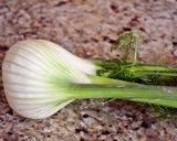 フェンネルのクリームスープ（ウイキョウ)作り方1写真