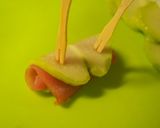 隼人瓜と生ハムのくるっと巻き＠＠作り方10写真