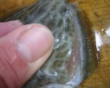 カワハギを捌こう ~カワハギの薄造り~作り方2写真