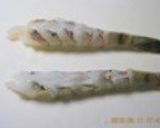 海老の下処理にご注目！！　海老フライ作り方5写真