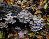 ヒラタケの焼きキノコ作り方1写真