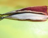 秋刀魚の骨までやわらか煮作り方1写真