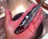 鰯の丸干し作り方1写真